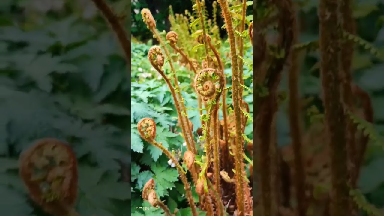 Beautiful Flowers And Relaxing nature scenery in stunning 4K 🌸🌿 #nature #garden
