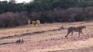 Детёныш гепарда выжил из львиного прайда