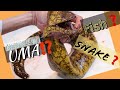仕込み風景「うつぼを捌く」