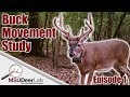 BUCK MOVEMENT STUDY - EPISODE 1: INTRODUCTION