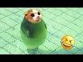 Funny animals 2023   funniest dogs and catss  9