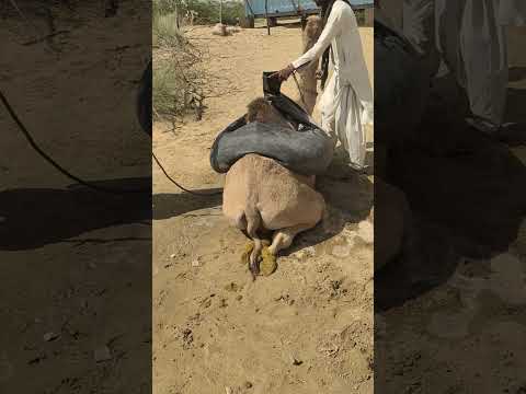 لقد جاء المزارعون المسافرون من أماكن بعيدة إلى ساراي كول لغمر جمالهم في الماء