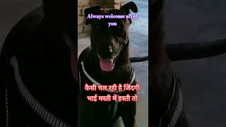 #phonk #video #dog #life  #automobile #swarajshop #tractor #music #2026short #video2026  #2025