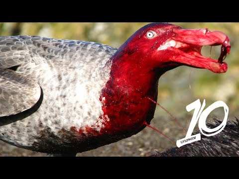 Wideo: Jakie Są Najbardziej Niebezpieczne Ptaki