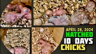 10 DAYS OLD GCC and ALBS CHICKS | NEW HANDFEEDS