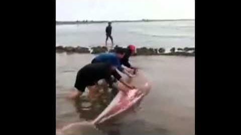 TTNĐ - Giải Cứu cá voi 3 tấn dạt bờ ở Giao Thủy