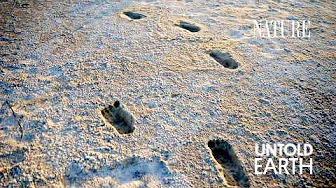 These Ancient Footprints Rewrite Human History