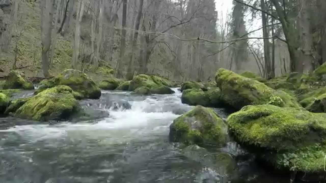 Лесные видео канал новые. Лес видео. 360 Degree Forest.