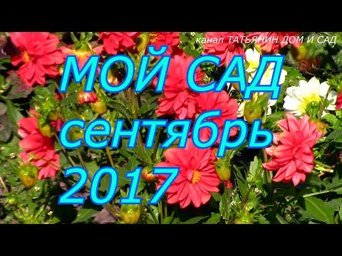 МОЙ САД сентябрь 2017