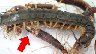 ムカデが大量のハサミムシを捕まえた結果 ヤバすぎた Youtube ムカデが大量のハサミムシを捕まえた結果 ヤバすぎた Youtube
