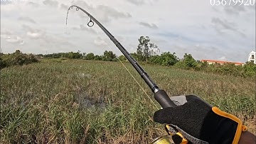 Câu lure cá lóc mùa nước nổi 2025 tập 9: đi lure dạo ở thạnh Phú, nhấp lỗ huyền thoại 