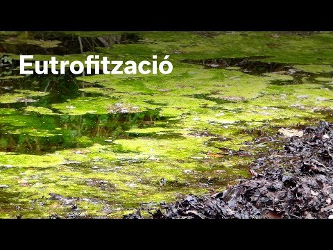 Vídeo: Què significa eutrofització artificial?
