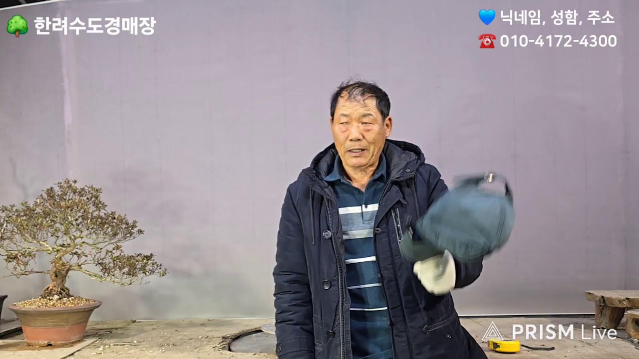 🌳26년 3월1일(일) 19시 생방송 🍎여수 한려수도경매장 분재경매, 조경수경매