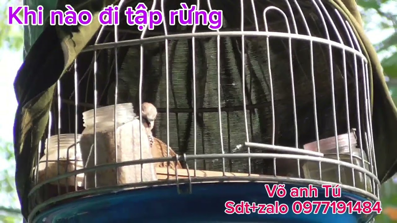 Khi nào đi tập mồi ?