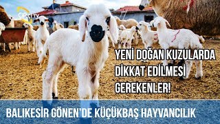Doğar Doğmaz Ağız Sütü Verin - Koyuncu