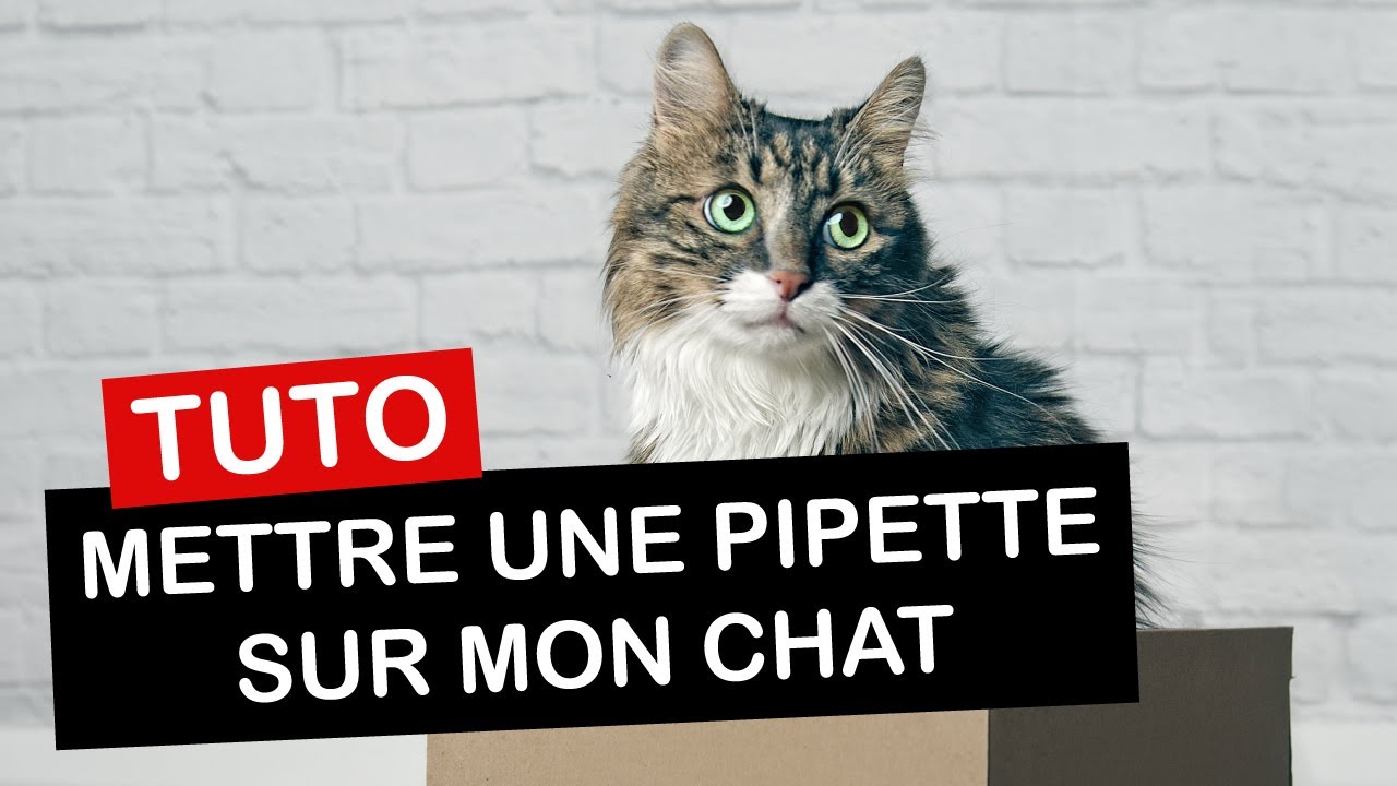 Frontline Combo Chat Anti Puces Chaton Et Chat