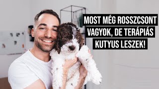 Lett egy kölyök LAGOTTO ROMAGNOLO kutyusunk! (+ így reagált Toby)