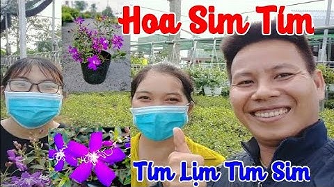 Siêu Thị Cây Cảnh | Hoa Sim Tím Sai Hoa Đang Nở Rộ | Anh Hoa - Làng Hoa Trăm Tuổi (Vlog 1)