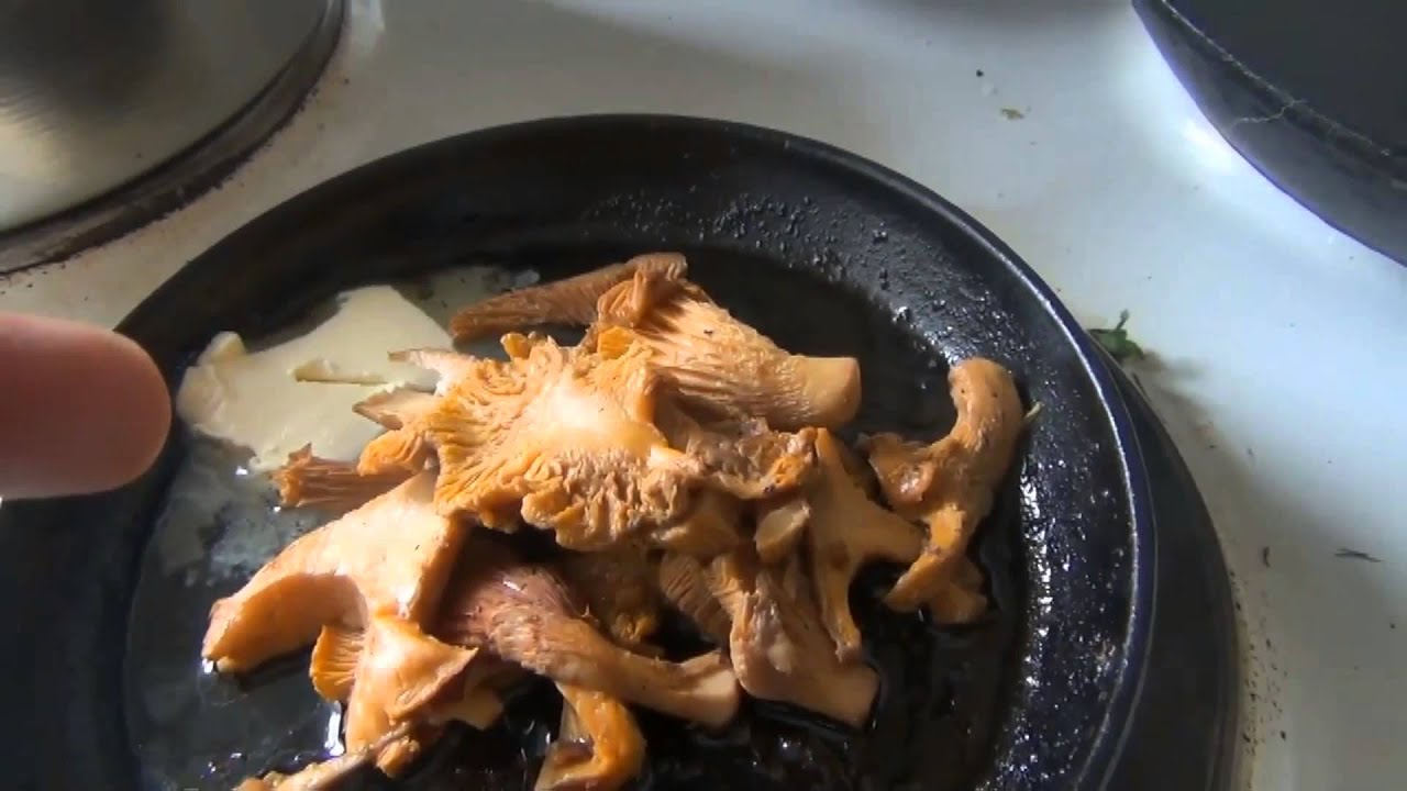 Грибы лисички и рыжики сбор и приготовление