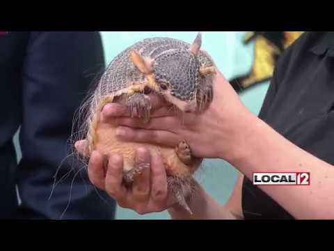 Wild Wednesday Screaming Hairy Armadillo Youtube