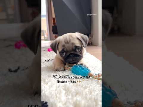 Watch my PUPPY