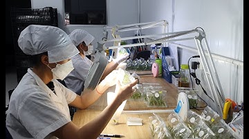 Ứng dụng công nghệ cao để lai tạo, sản xuất giống cây trồng