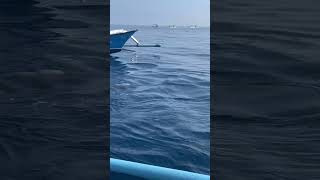 Wild Dolphins Spotted During Boat Trip