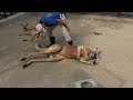 戦闘力ゼロの筋肉カンガルー【東山動物園】