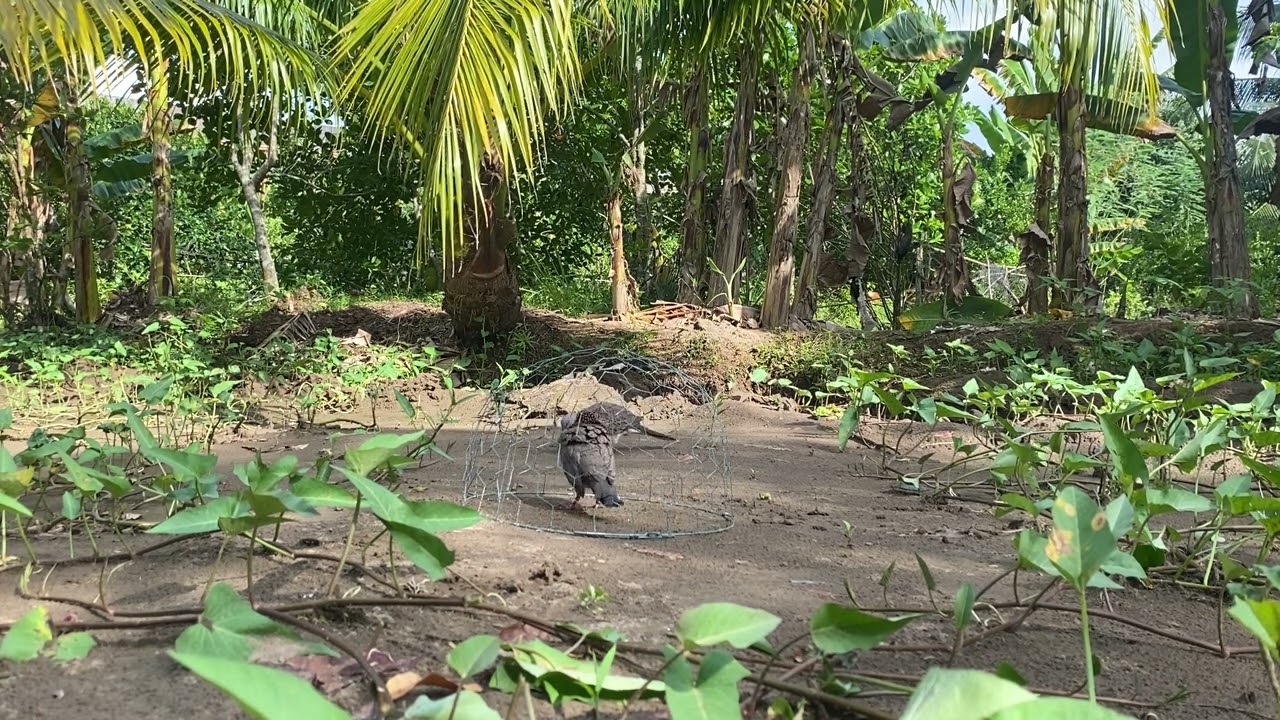 Mồi “thổ sền” thu phục bổi thổ nết chơi khó chiệu. Những sạt gù quyết định đưa em vào trồng