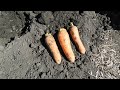 Посадка моркови на семена! Planting carrots on seeds