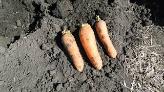 Посадка моркови на семена! Planting carrots on seeds