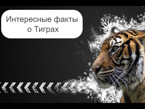 Интересные и Познавательные факты о Тиграх