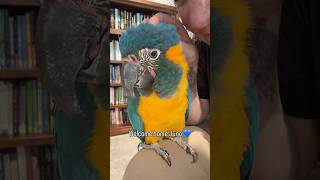 We have a new flock member 💙💛 #juno #macaw #birds #parrot