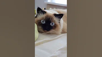 О чем нам говорят глаза кошки 😻