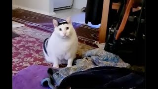 Кот Бендер - подборка мемов из Тиктока, где кот кивает головой и мяукает