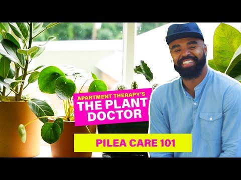 Video: Pilea Kadier (19 Photos): Home Care. What If The Tips Of The Leaves Dry Out? Features Of The Silver Saw And Other Varieties