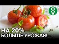 УВЕЛИЧИТЬ УРОЖАЙ ПОМИДОРОВ И ПЕРЦЕВ ПРОЩЕ ПРОСТОГО! Посадите рядом всего одно растение