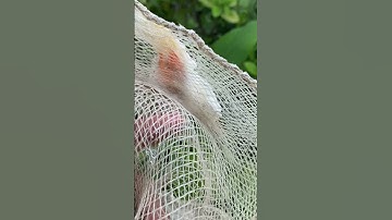 Vồ được chào mào bạch tạng