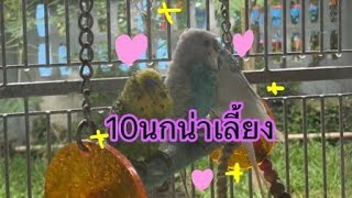 10นกน่าเลี้ยง❤️🦜#นกแก้วน่ารัก #ราคานกเเก้ว