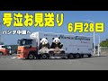 【楓浜暴れて遅れる！涙の見送り】アドベンチャーワールドのパンダ達の新たな旅立ちを二箇所で見送り