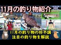 《11月の【釣り物】【船宿】紹介》【お勧め】の【注目】の釣り物を紹介します。【沖釣り】、【船】での釣りに関してです。