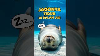 Hewan ini JAGONYA TIDUR SIANG di dalam AIR 🤯😴
