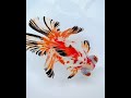 Wow.... So Amazing Colour From Goldfish 😍 #goldfish #amazing #shorts #video