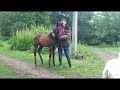 . Слабонервным смотреть, здесь добро