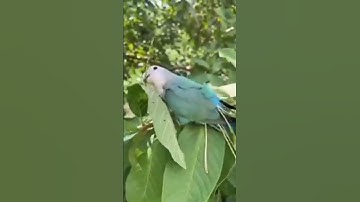 سورة الفجر بصوت خاشع للشيخ محمد السايح #القرآن_الكريم #كنوز_القرآن #المنشاوي