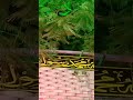 Haider Haider