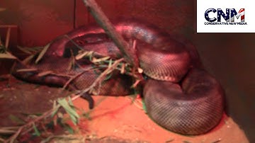 Black Headed Python - in HD!
