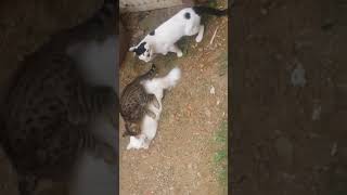 Kedi Çiftleşmesi