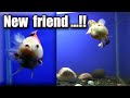 Ep 3 my goldfish  reaction  when meeting a new friend