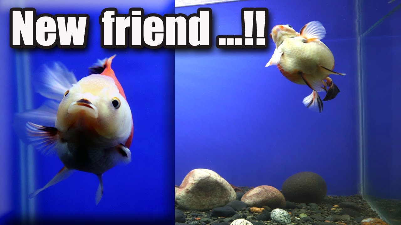 Ep. 3 My Goldfish REACTION When Meeting a New FRIEND YouTube
